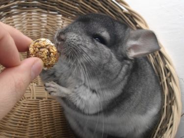 【初期費用】チンチラはじめて飼育！初期費用を公開します。